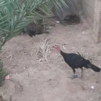 تخم گذار