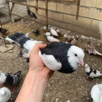 کبوتر هما سرور نیس در جهان