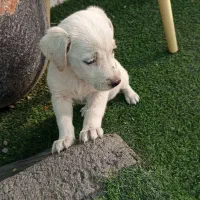 واگذار توله صگ ماده