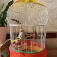عروس هلندی ماده