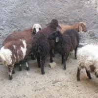 گوسفند
