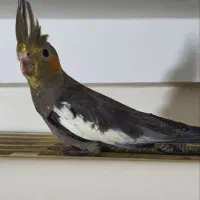 پرنده