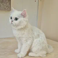 گربه بریتیش لانگ‌ هیر ماده