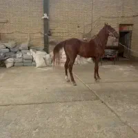 اسب نریون کرد درجه یک