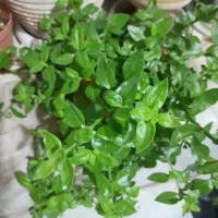 گل یخ|گل و گیاه طبیعی|مشهد, طلاب|دیوار
