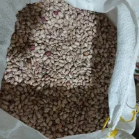 لوبیا چیتی کپسولی زود رس وزود پخت ۶۰۰کیلو