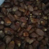 خرما سعمران ۱۰۰