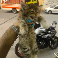 گربه پشمالو بومی