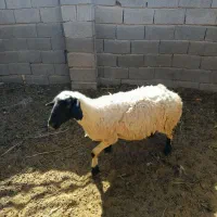میش جمل‌زا