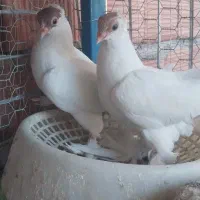 کبوتر هلمت