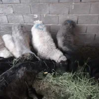 میش برع دار ابستن