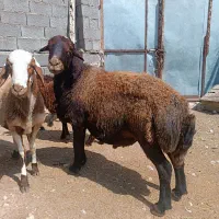 قوچ قزل افشار سه ساله