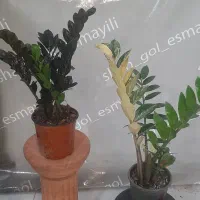 گل گیاه آپارتمانی