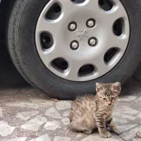 واگذاری بچه گربه