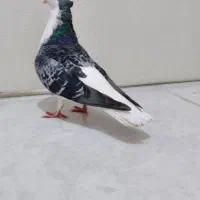 سلام.ماده شیرازی کاکل میخ