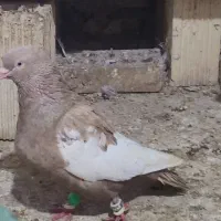 سینه قهوه ایی نر