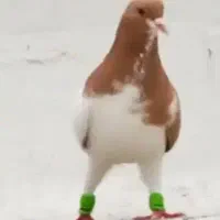 کفتر یال زردنر با خوشرنگ سرخ ماده
