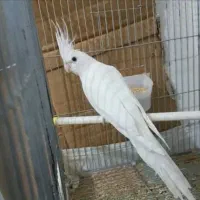 عروس هلندی
