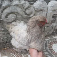 مرغ و خروس برهما