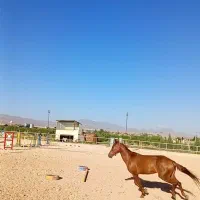 اسب ترکمن