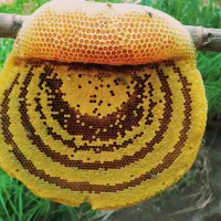 عسل وحشی