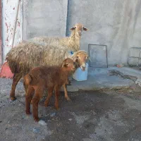 دوعددگوسفندجوان بره دار