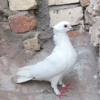 حندقی کاکلی مست