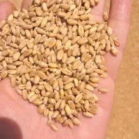 جو علف مرغ یا پرنده