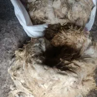 پشم گوسفند