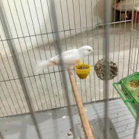 قناری ماده مزایکی ارجینال
