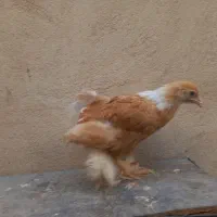 برهما.سلطان.نیمچه