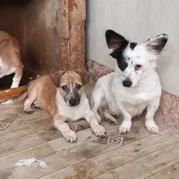 سگ پامر