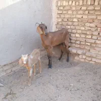 بزالپاین