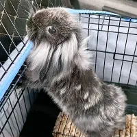 خرگوش لوپ واگذاری