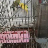 مرغ عشق نر و ماده با قفس