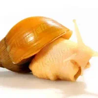 جوانساز پوست حلزون البینو دونه ۲۰