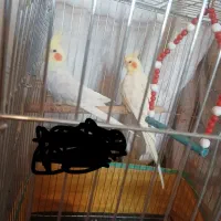 یک جفت عدوس هلندی نر و ماده