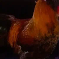مرغ و خروس رنگی و مشکی