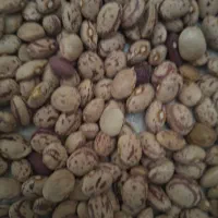 لوبیا چیتی