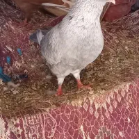 کبوتر پرشی ‌نقره‌ای‌نر
