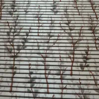 پرده زبرا