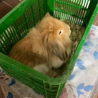 خرگوش نژاد دار ماده