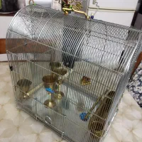 سیره.|پرنده|بروجرد, |دیوار