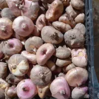 پیاز گل گلایل بصورت عمده وتعداد ۲۰۰ عدد