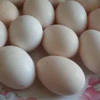 تخم مرغ محلی اصل