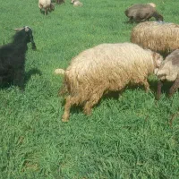 قوچ|حیوانات مزرعه|هرسین, |دیوار
