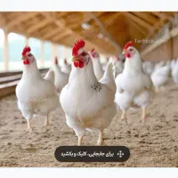 کارگرمرغداری