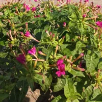 انجام کلیه خدمات باغبانی