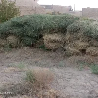بیده فروشی