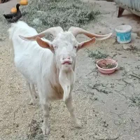 نر بز سان بزری